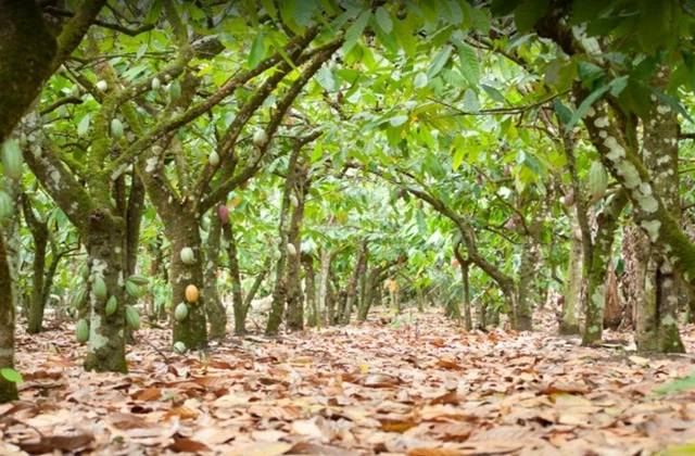 Sendero del Cacao San Francisco de Macoris 2